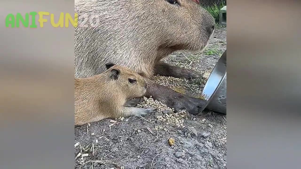 best funniest animal videos 2023🤣 _ funny cat videos😹 _ funny dogs videos🐶 Ep.1