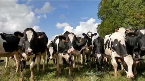 Animal Video