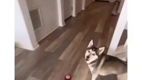funny video