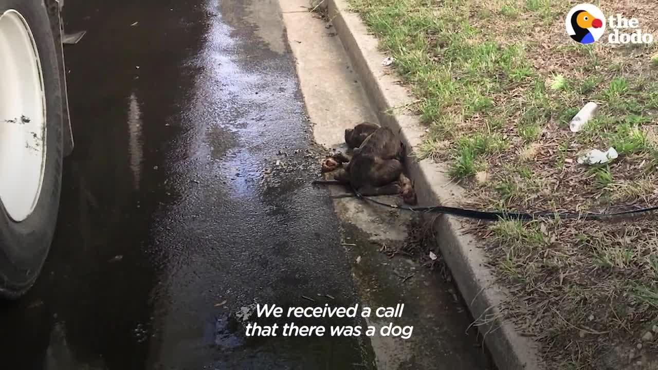 Starving Pittie Transforms Into The Bounciest Puppy | The Dodo Pittie Nation