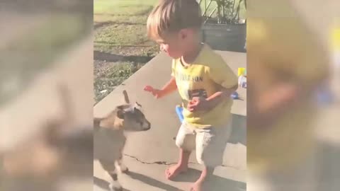 Funny Animals 🐼🤣 - Life of funny domestic and wild animals.
