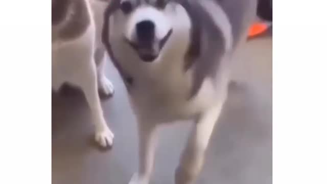 Husky is dancing so hilariously and nicely