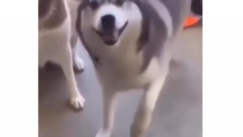 Husky is dancing so hilariously and nicely
