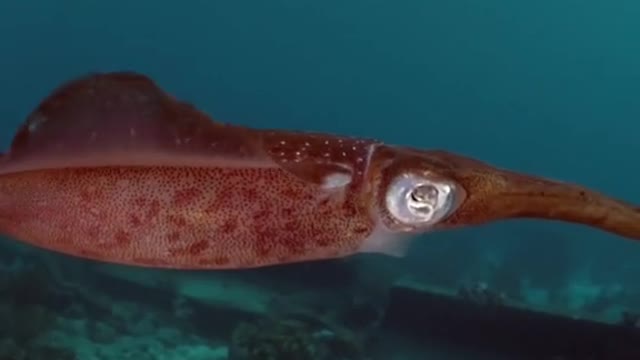 Squid In Their Element