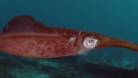 Squid In Their Element