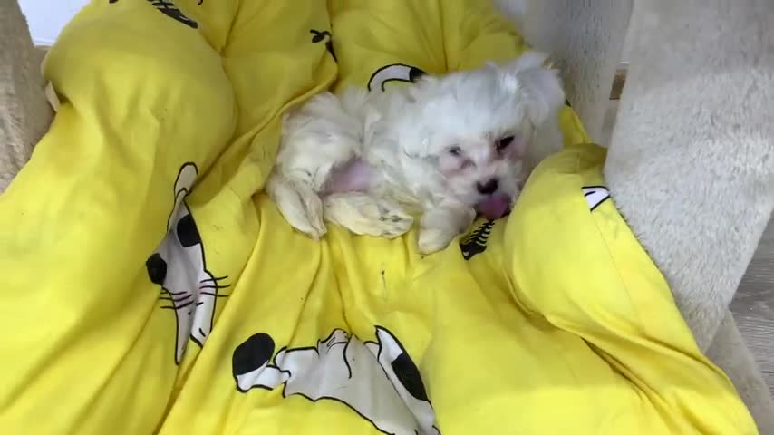 Dad Gives Kitten Massage And Puppy Nora Gets Jealous