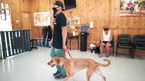 The Biggest Mistakes You Can Make Training Your Dog