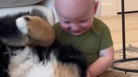 The dog plays with the children