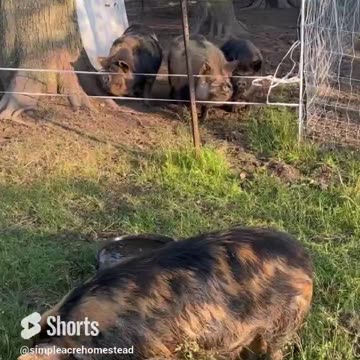 Cookie is the new girl.