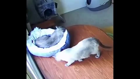 Funny cat videos🤭