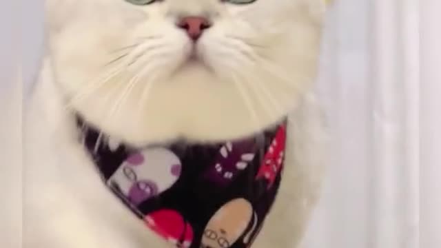 #CapCut #catsoftikok #cat #fyp #foryou #pet #cute #cutebaby