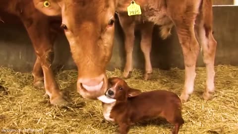 30 Times Animals Behaved Better Than