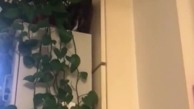 FUNNY CAT