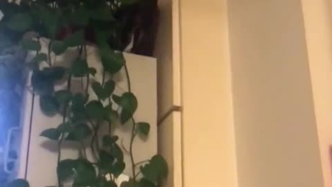 FUNNY CAT