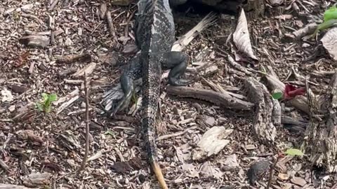Footage of Walking Lizard
