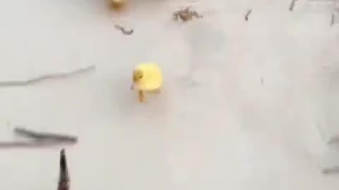 How Cute, Heart Touching #shorts #viral #shortsvideo #video