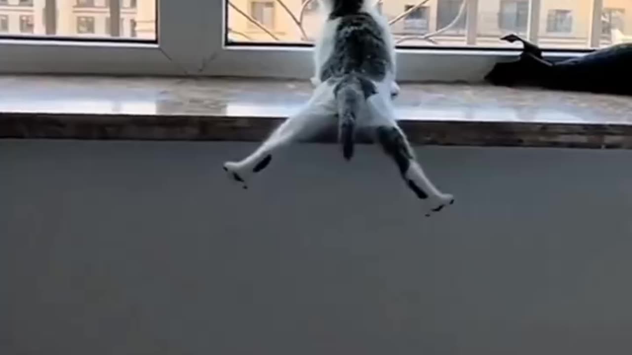 #funnyanimals