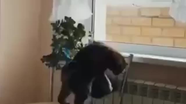 Look how i walk on flowerpot.