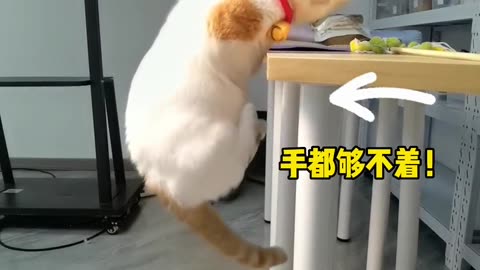 Cat jump
