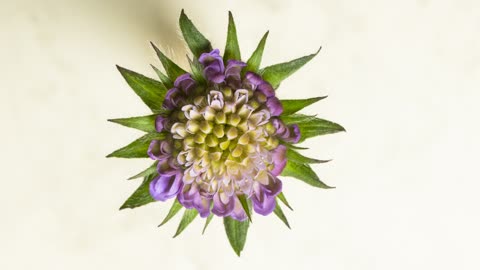 The Passion fruit flower is amazing