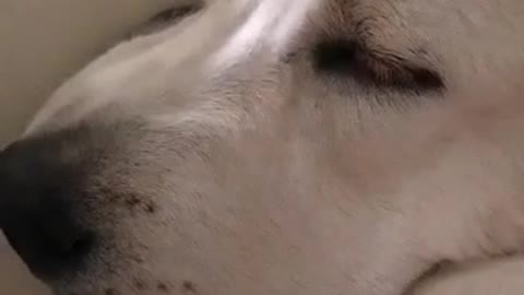 Watch with sound to the end!
