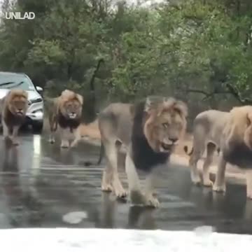 Lions Stop Traffic In South Africa