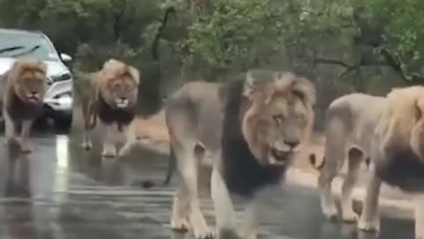 Lions Stop Traffic In South Africa