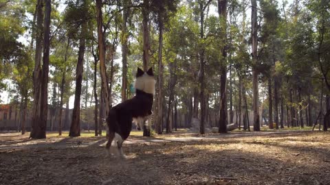 Dog catches a frisbee in mid-air