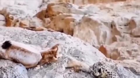 Wildlife is in closer view with a natural perspective.