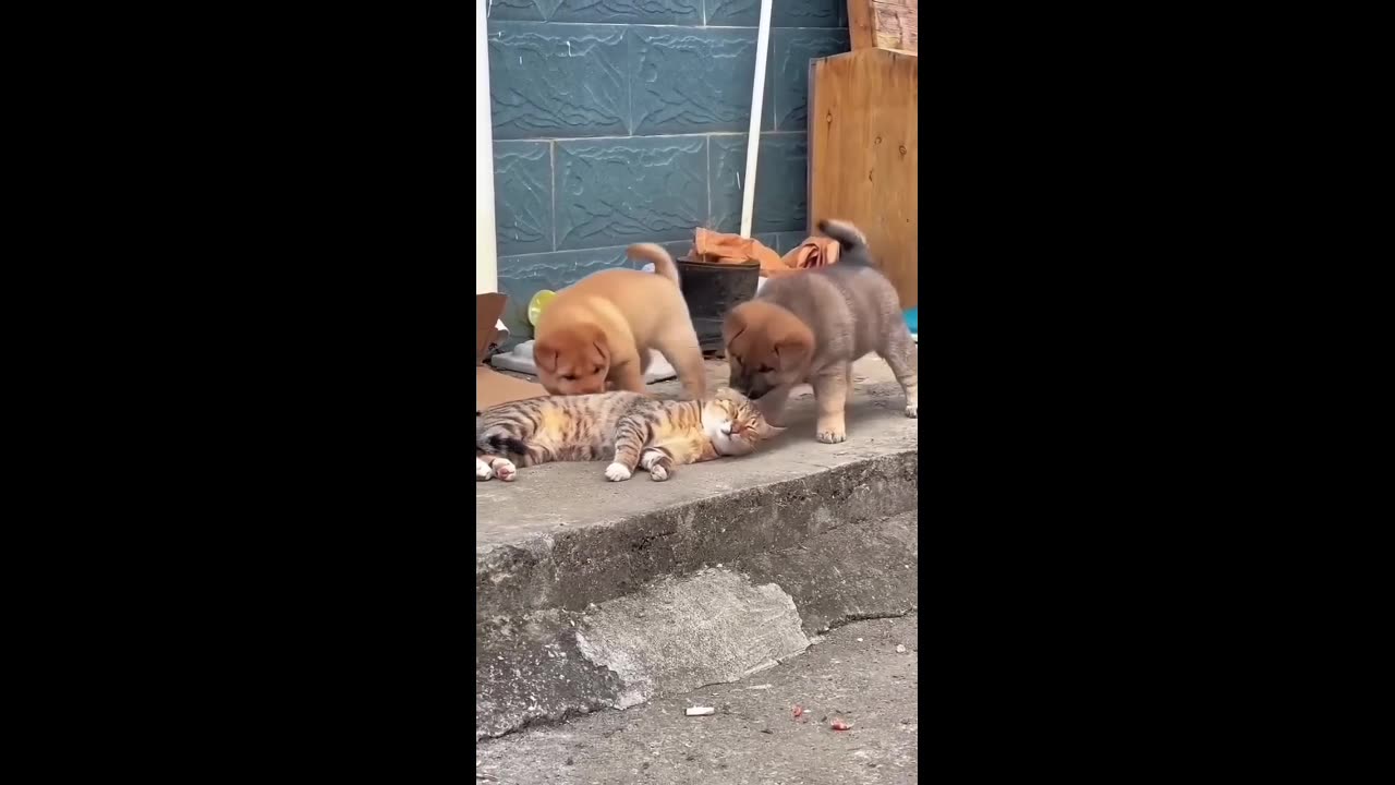 "Howlarious Hijinks: Tales of Feline and Canine Capers"