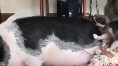 Animal crazy