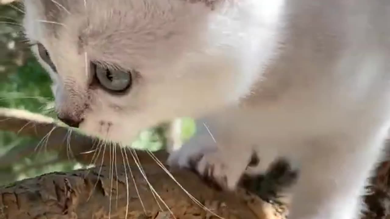 cute cat funny story cat cute like to funny