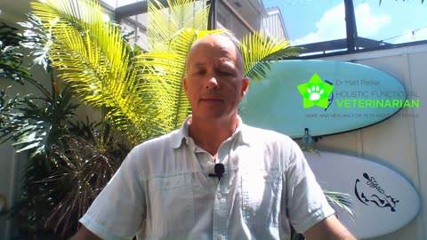 About the Conventional Modern Veterinary Exam