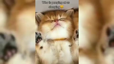 Cute Dogs.Cute Cat.Funny Animals Video.