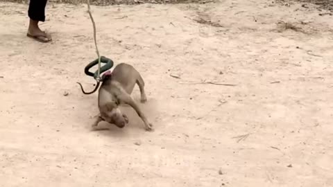 Prank Dog!! :D