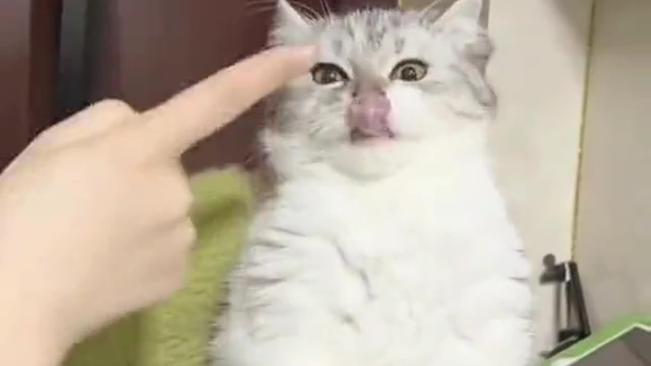 Cute and funny cat video.