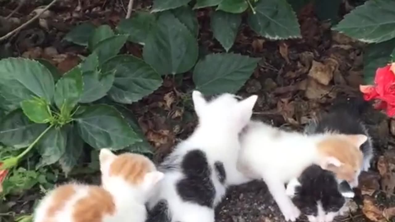 "Melodious Meows: Chorus of Adorable Kittens"