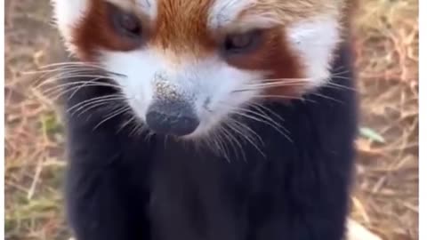 Beautiful Red Panda 😍 🐼