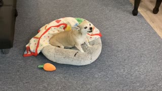 Allergies Have Banana the Dog Sounding Like a Squeaky Toy