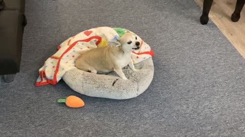 Allergies Have Banana the Dog Sounding Like a Squeaky Toy