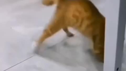 A CAT MOONWALKING 🤣TO MICHAEL JACKSON ON TV
