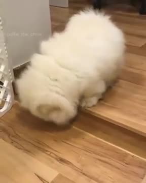 Chow Chow - Walk up the stairs!