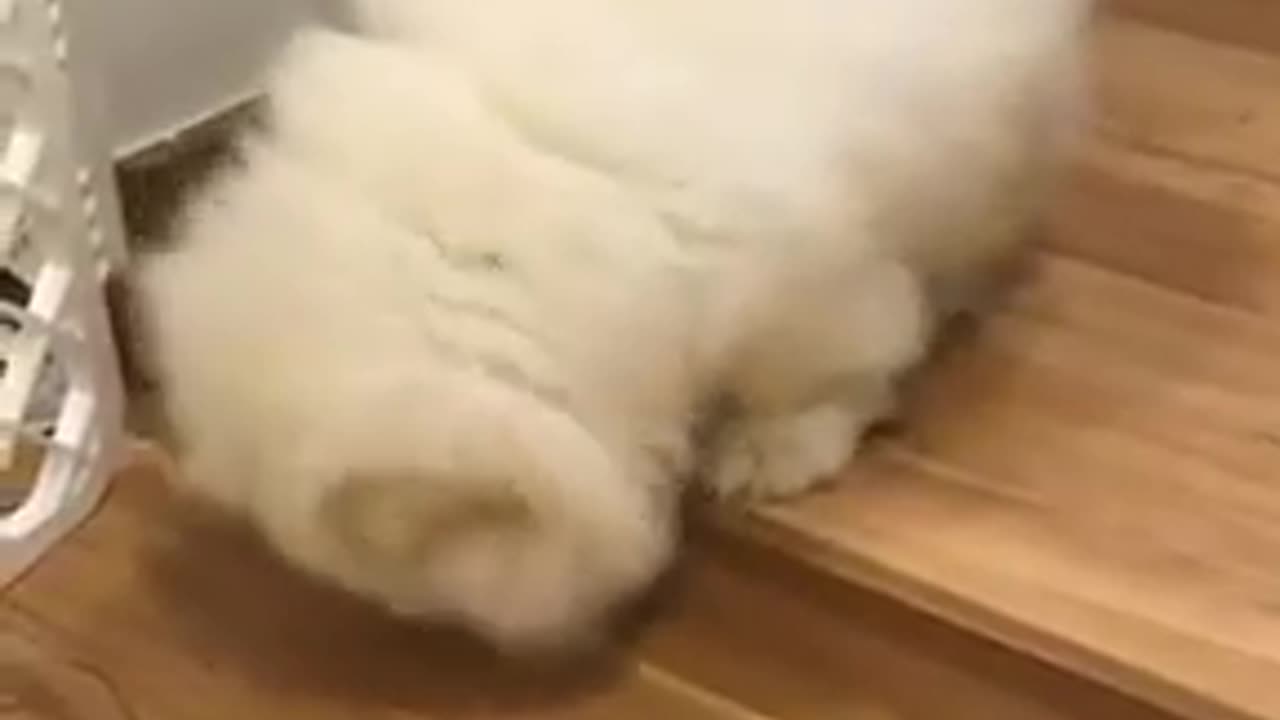 Chow Chow - Walk up the stairs!