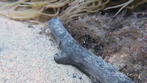 Cuttlefish Changes Colors