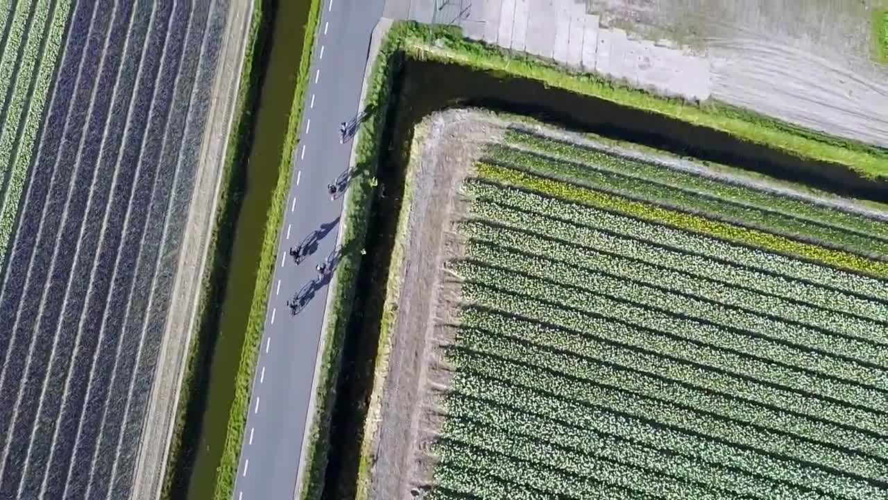 Holland Tulips by Drone