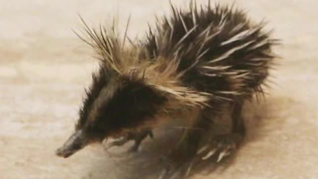 Animals you haven‘t seen as Babies before 🥺