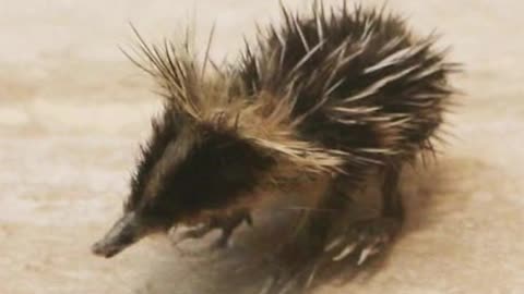 Animals you haven‘t seen as Babies before 🥺
