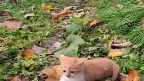 😍 The Cutest Pets: A Compilation You Need to See! Part9
