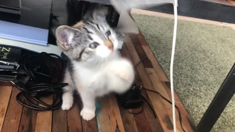 CURIOUS CAT