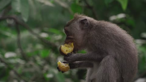 Funny monkey 🙊 fruits eating videos